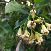 <i>Cordia oblongifolia</i>  Thwaites